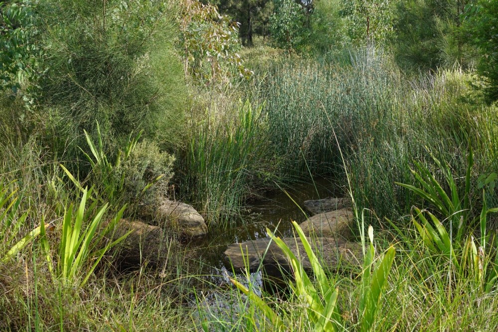 Small creek resilient to drought